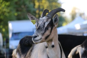 Portrait de chèvre des Savoie